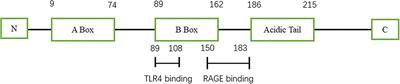 HMGB1 in nervous system diseases: A common biomarker and potential therapeutic target